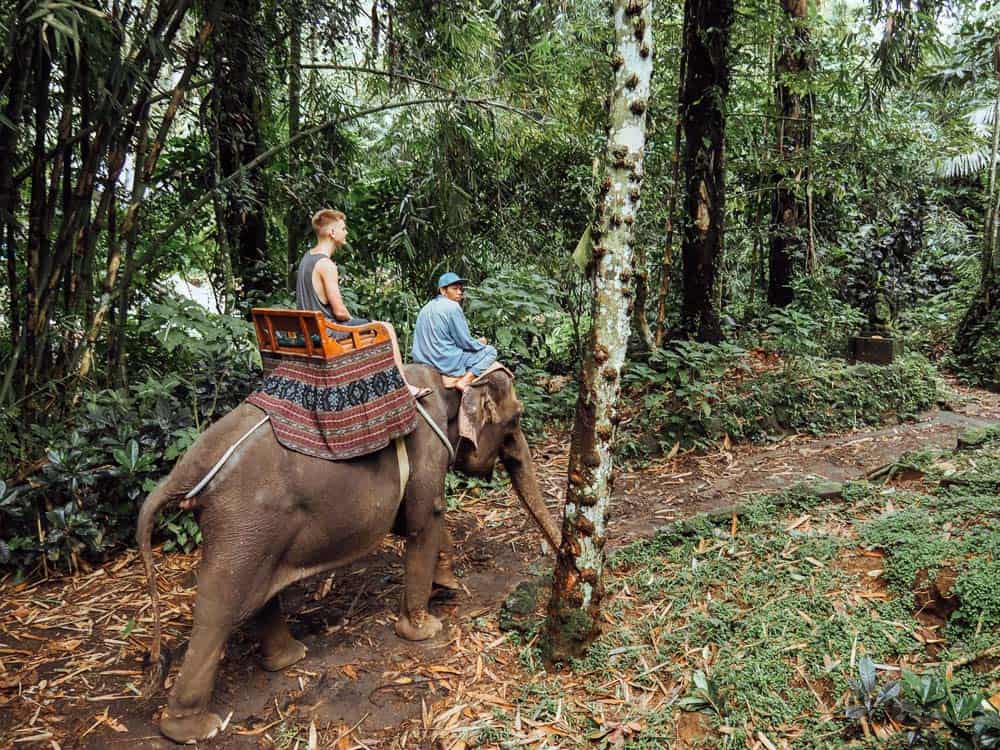 elephant sanctuary bali, elephant safari park bali, elephant safari bali, elephant park bali, bali safari park, elephant ride bali, elephant bali, elephant safari park bali price, elephant safari, elephant safari park ubud, elephant safari ubud, elephant park ubud, elephant sanctuary ubud, elephant ride ubud, elephant lodge bali, taro elephant park bali, elephant tour bali, taro elephant park