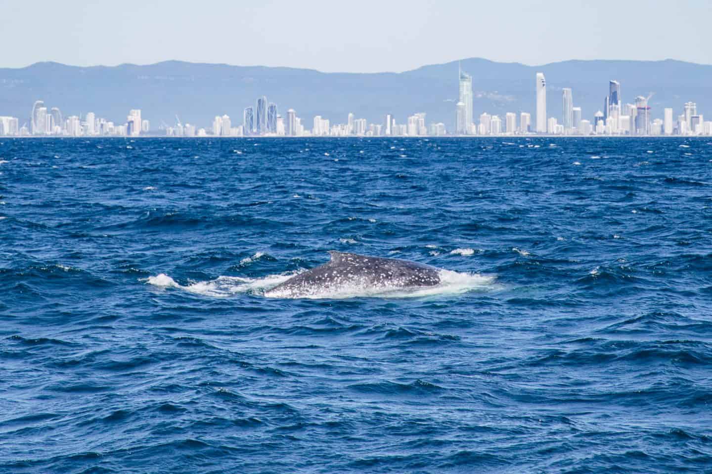 whale watching gold coast, gold coast whale watching, whale season gold coast, whale watching season gold coast, whales watching gold coast, gold coast whale watching season