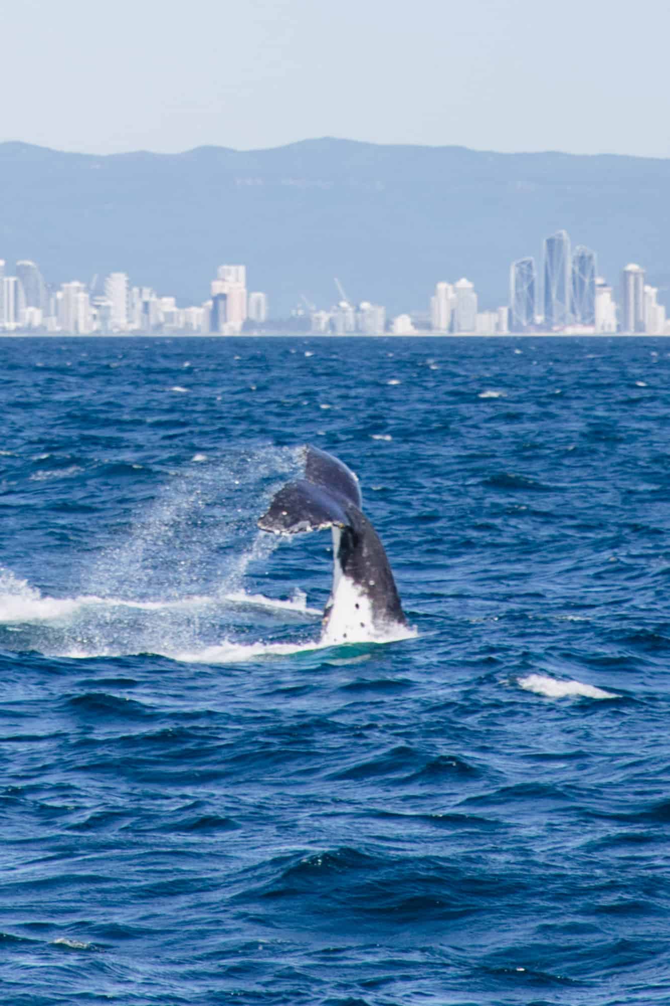 whale watching gold coast, gold coast whale watching, whale season gold coast, whale watching season gold coast, whales watching gold coast, gold coast whale watching season