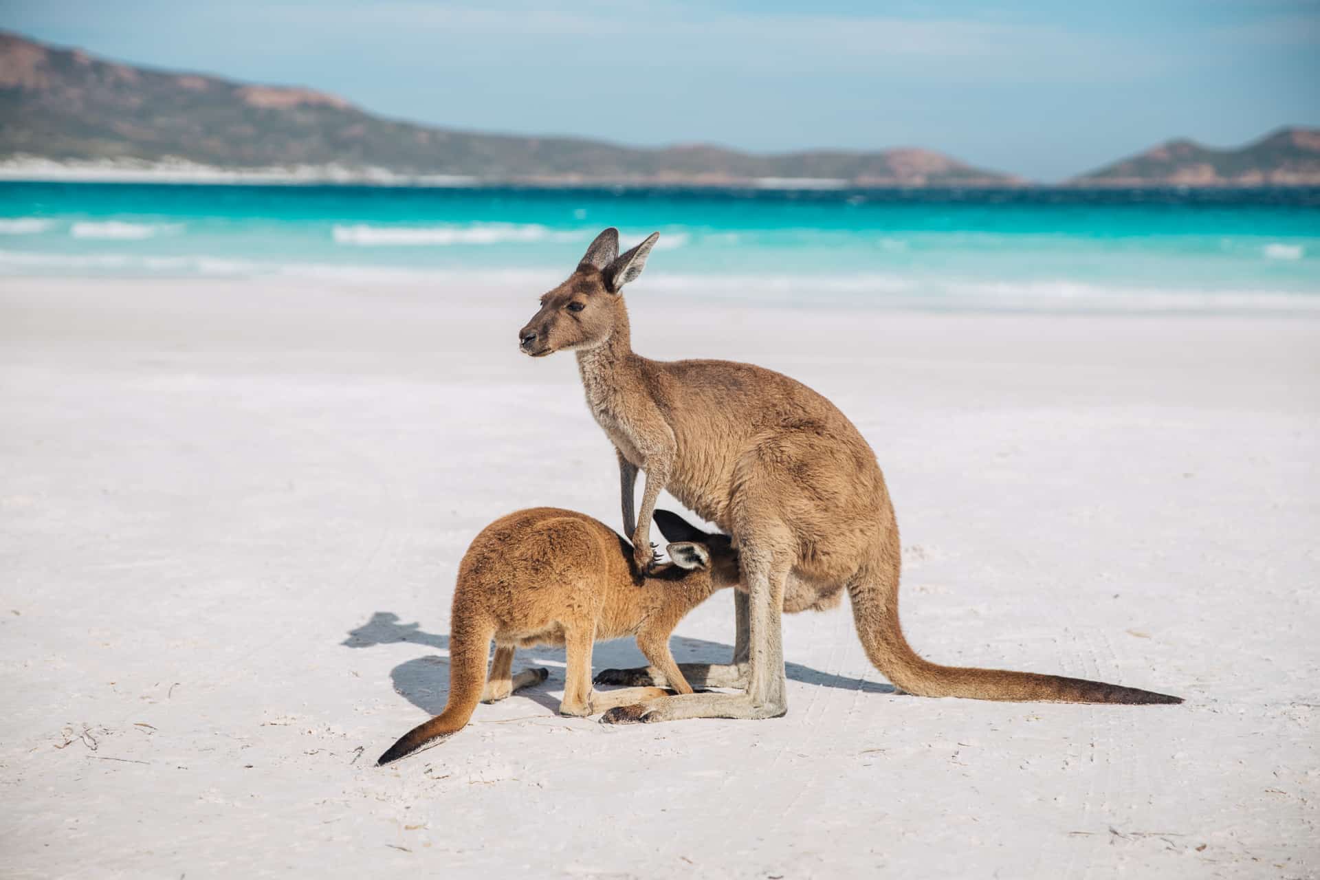 things to do in esperance, what to do in esperance, esperance things to do, esperance attractions, beaches in esperance, lucky bay, lucky bay esperance, lucky bay kangaroos