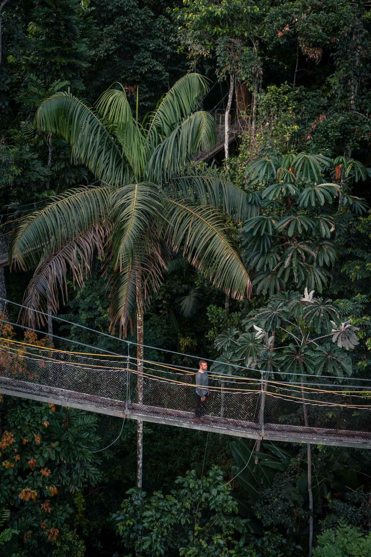 iwokrama rainforest 6
