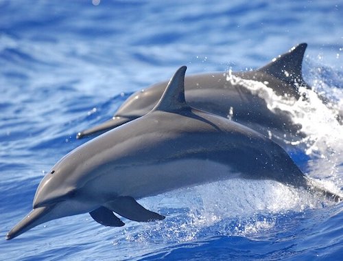 DOLPHIN WATCHING TOUR 2