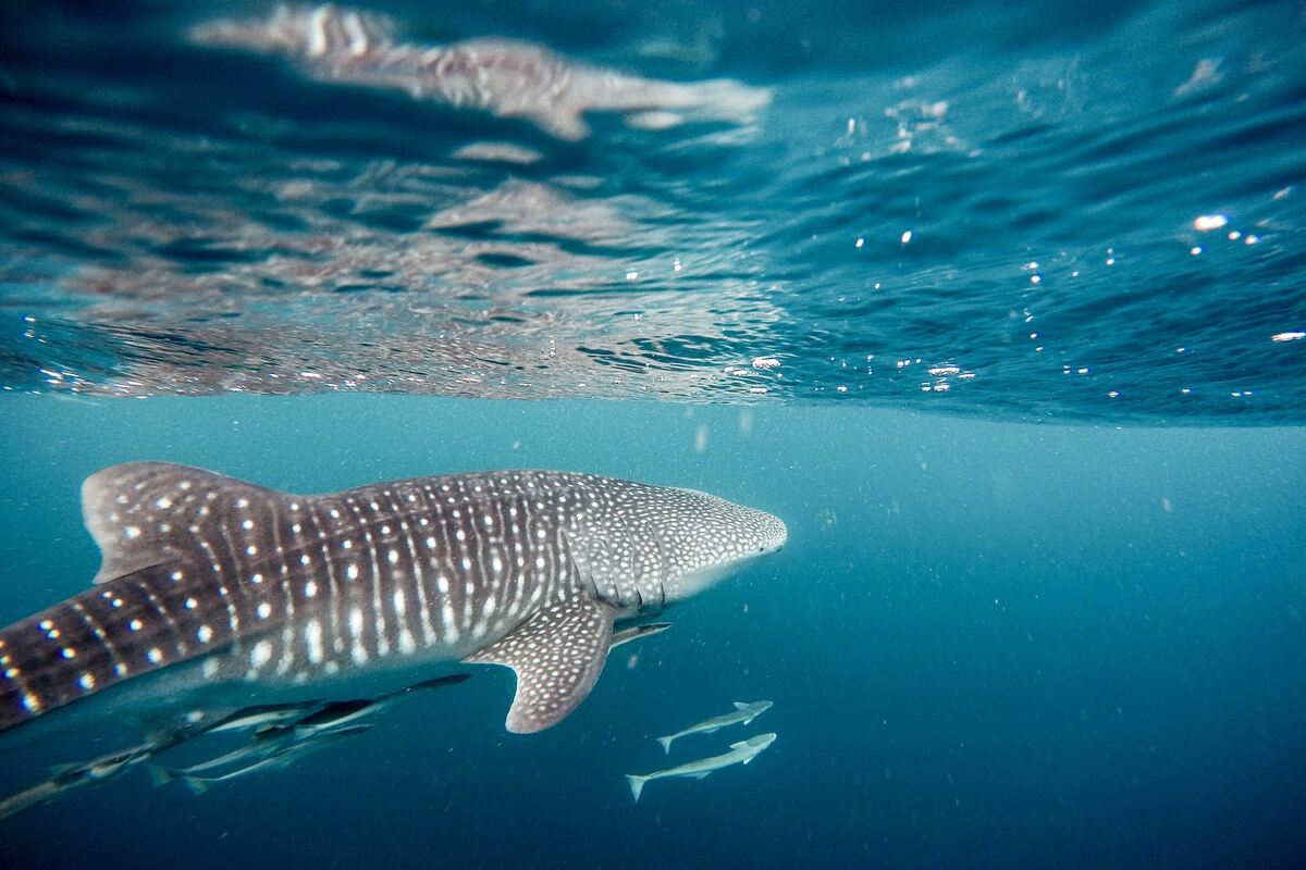 FULL DAY NINGALOO WHALE SHARK SWIM IN EXMOUTH
