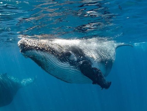 Swim with Humpback Whales Ningaloo Reef 3 Islands Whale
