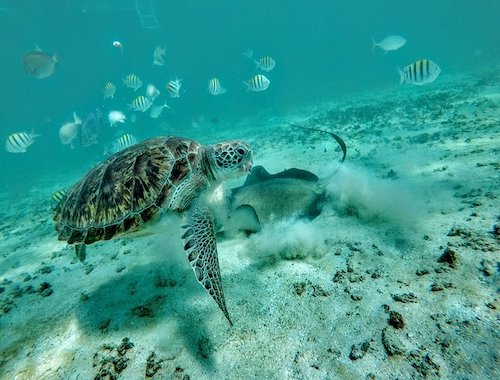 Private Cenote Snorkeling Tour with Turtles in Akumal