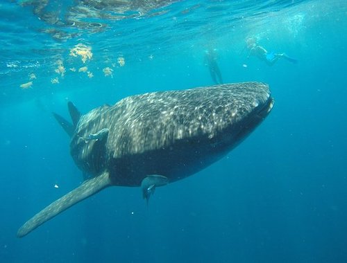 Private Whale Shark Tour from Cancun 2