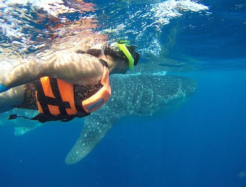 Private Whale Shark Tour from Cancun