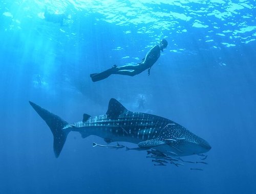 Whale Shark Watching and Snorkeling Experience on Contoy Island