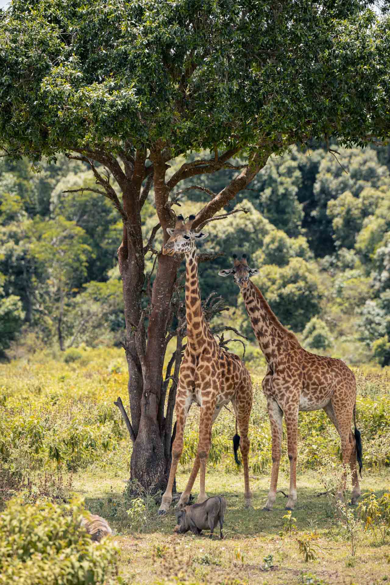Arusha National Park 9